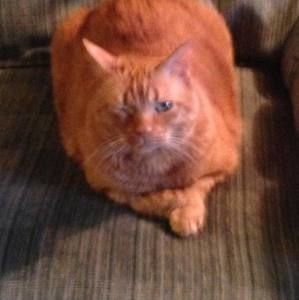 Meet your Posher, Carter